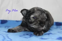 AKC Blue Make S&P, a male Miniature Schnauzer for sale in Crane, MO – 2 of 7
