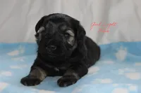 AKC Light Blue Female S&P , a female Miniature Schnauzer for sale in Crane, MO – 2 of 7