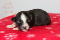Dolly- Black Tri Female, a female Australian Shepherd for sale in Crane, MO – 2 of 8