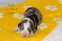 Hank- Blue Merle Male, a male Australian Shepherd for sale in Crane, MO – 2 of 9