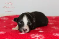 Dolly- Black Tri Female, a female Australian Shepherd for sale in Crane, MO – 3 of 8