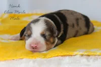 Hank- Blue Merle Male, a male Australian Shepherd for sale in Crane, MO – 5 of 9