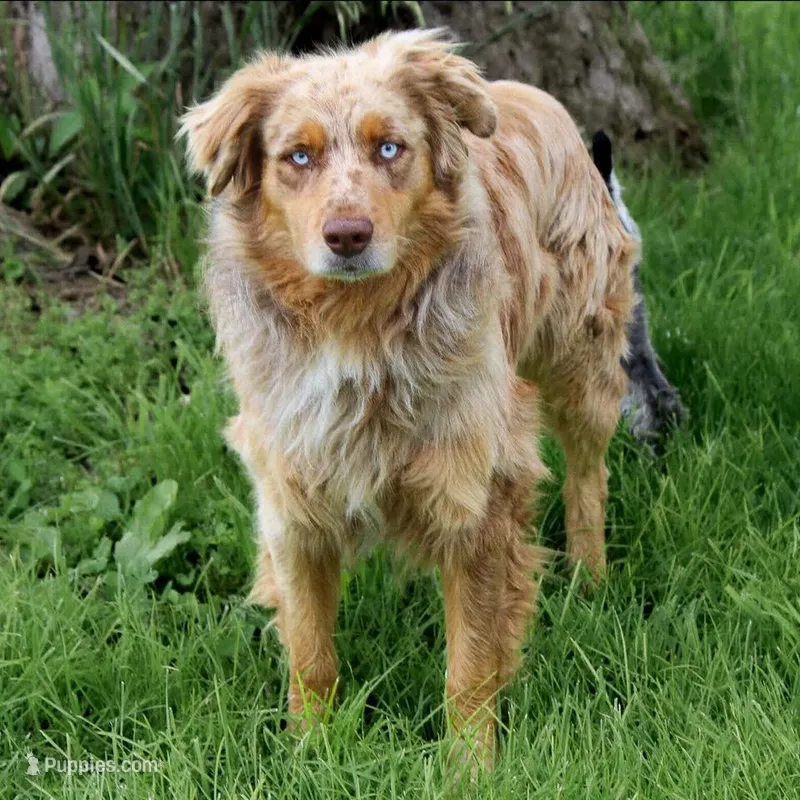 Leo  – Australian Shepherd puppy for sale in Crane, MO