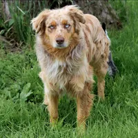Leo , a male Australian Shepherd for sale in Crane, MO – 1 of 5