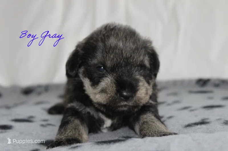 AKC Male Gray S&P – Miniature Schnauzer puppy for sale in Crane, MO