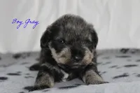 AKC Male Gray S&P, a male Miniature Schnauzer for sale in Crane, MO – 1 of 8