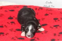 Duke- Black Tri Male, a male Australian Shepherd for sale in Crane, MO – 5 of 9