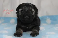 AKC Light Blue Female S&P , a female Miniature Schnauzer for sale in Crane, MO – 3 of 7