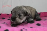 AKC Pink Female S&P, a female Miniature Schnauzer for sale in Crane, MO – 4 of 7