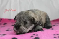 AKC Pink Female S&P, a female Miniature Schnauzer for sale in Crane, MO – 3 of 7