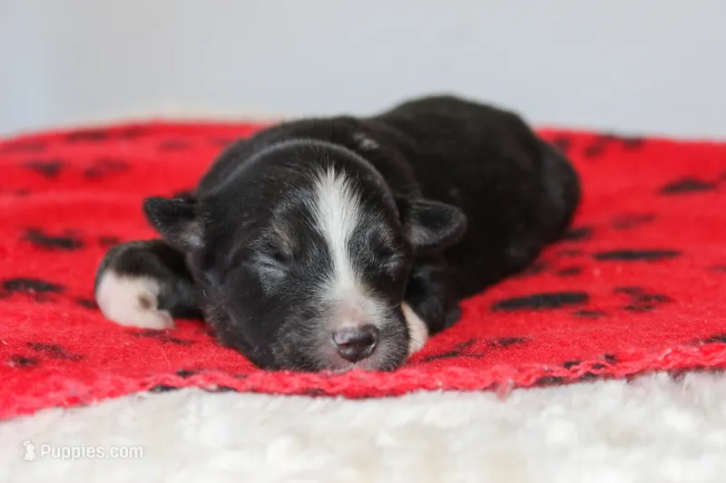 Duke- Black Tri Male – Australian Shepherd puppy for sale in Crane, MO