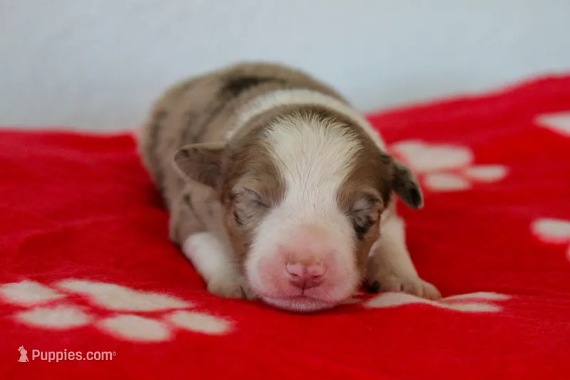 Cash- Red Merle Male – Australian Shepherd puppy for sale in Crane, MO