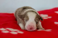 Cash- Red Merle Male, a male Australian Shepherd for sale in Crane, MO – 1 of 8
