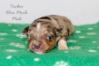 Tucker- Blue Merle Male, a male Australian Shepherd for sale in Crane, MO – 2 of 8
