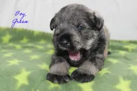 AKC Male Green S&P , a male Miniature Schnauzer for sale in Crane, MO – 5 of 7