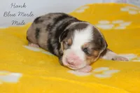 Hank- Blue Merle Male, a male Australian Shepherd for sale in Crane, MO – 4 of 9