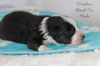 Waylon- Black Tri Male, a male Australian Shepherd for sale in Crane, MO – 7 of 9