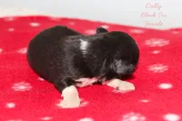 Dolly- Black Tri Female, a female Australian Shepherd for sale in Crane, MO – 6 of 8