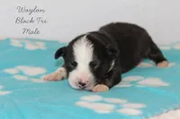 Waylon- Black Tri Male, a male Australian Shepherd for sale in Crane, MO – 4 of 9
