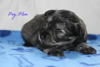 AKC Blue Make S&P, a male Miniature Schnauzer for sale in Crane, MO – 5 of 7