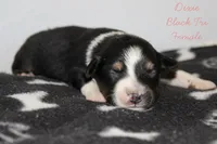 Dixie- Black Tri Female, a female Australian Shepherd for sale in Crane, MO – 7 of 9
