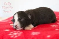Dolly- Black Tri Female, a female Australian Shepherd for sale in Crane, MO – 4 of 8
