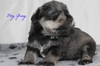 AKC Male Gray S&P, a male Miniature Schnauzer for sale in Crane, MO – 5 of 8