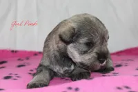 AKC Pink Female S&P, a female Miniature Schnauzer for sale in Crane, MO – 2 of 7