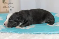 Waylon- Black Tri Male, a male Australian Shepherd for sale in Crane, MO – 5 of 9