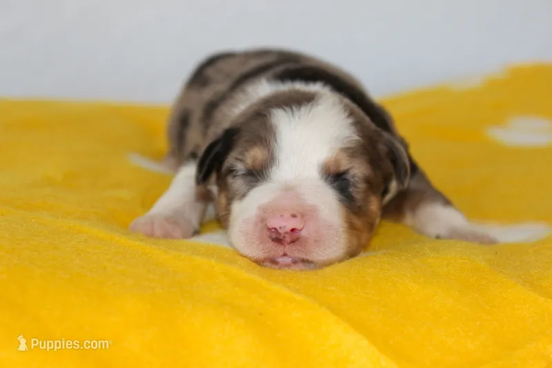 Hank- Blue Merle Male – Australian Shepherd puppy for sale in Crane, MO