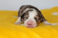 Hank- Blue Merle Male, a male Australian Shepherd for sale in Crane, MO – 1 of 9
