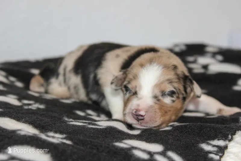 Beau- Blue Merle Male – Australian Shepherd puppy for sale in Crane, MO