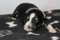 Dixie- Black Tri Female, a female Australian Shepherd for sale in Crane, MO – 6 of 9