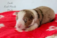 Cash- Red Merle Male, a male Australian Shepherd for sale in Crane, MO – 4 of 8