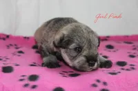 AKC Pink Female S&P, a female Miniature Schnauzer for sale in Crane, MO – 5 of 7