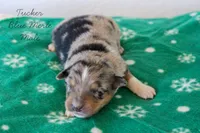 Tucker- Blue Merle Male, a male Australian Shepherd for sale in Crane, MO – 6 of 8