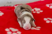 Cash- Red Merle Male, a male Australian Shepherd for sale in Crane, MO – 5 of 8