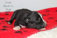 Duke- Black Tri Male, a male Australian Shepherd for sale in Crane, MO – 7 of 9