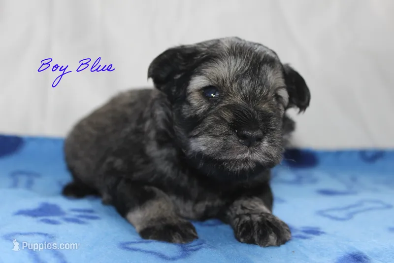 AKC Blue Make S&P – Miniature Schnauzer puppy for sale in Crane, MO