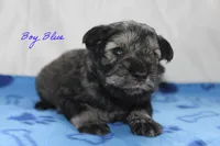 AKC Blue Make S&P, a male Miniature Schnauzer for sale in Crane, MO – 1 of 7