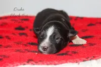 Duke- Black Tri Male, a male Australian Shepherd for sale in Crane, MO – 6 of 9