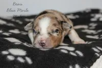 Beau- Blue Merle Male, a male Australian Shepherd for sale in Crane, MO – 4 of 7
