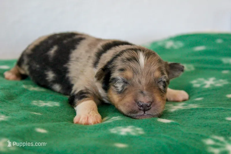 Tucker- Blue Merle Male – Australian Shepherd puppy for sale in Crane, MO