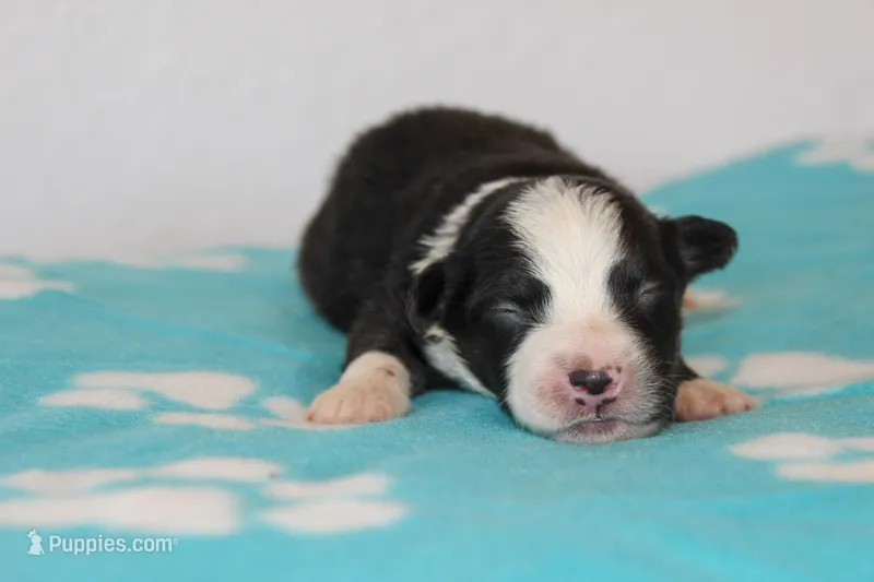 Waylon- Black Tri Male – Australian Shepherd puppy for sale in Crane, MO