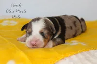 Hank- Blue Merle Male, a male Australian Shepherd for sale in Crane, MO – 7 of 9