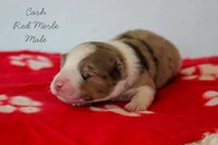 Cash- Red Merle Male, a male Australian Shepherd for sale in Crane, MO – 6 of 8