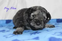 AKC Blue Make S&P, a male Miniature Schnauzer for sale in Crane, MO – 3 of 7