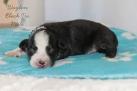 Waylon- Black Tri Male, a male Australian Shepherd for sale in Crane, MO – 3 of 9