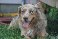 Leo , a male Australian Shepherd for sale in Crane, MO – 2 of 5