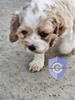 Uppa, a female Cocker Spaniel for sale in Herald, CA – 4 of 8